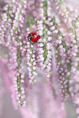 Little red ladybug in flowers in spring. Macro shot, selective focus.