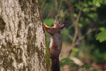 Eichhörnchen
