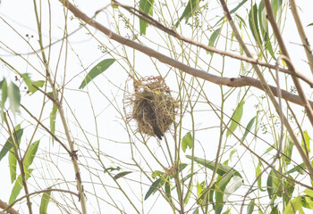Asian Golden Weaver