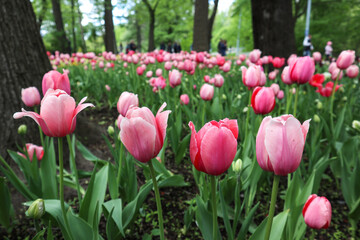 Pink flowers of tulips blooming in a garden on a sunny spring day with natural lit by sunlight. Beautiful fresh nature floral pattern.