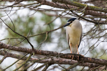 Héron bihoreau Nycticorax nycticorax en vue rapprochée