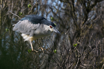 Héron bihoreau Nycticorax nycticorax en vue rapprochée