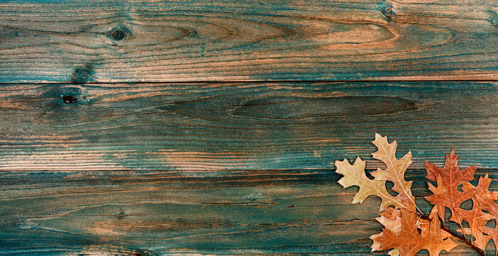 Dried Oak Leaves On Faded Blue Wood For Either A Halloween Or Thanksgiving Holiday Background