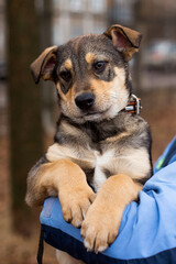 Brown and beige smooth-haired puppy sitting on his hands