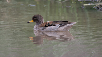 yellow billed teal on pond - 2