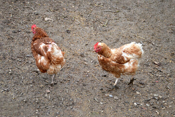 Hens in the muddy surrounding. Chicken on a traditional organic poultry farm