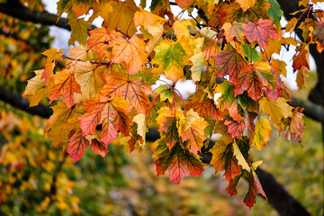 Autumn in a park. Autumn multi-coloured bright maple leaves on a tree.