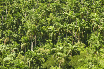 Fototapeta na wymiar palm trees landscape top view