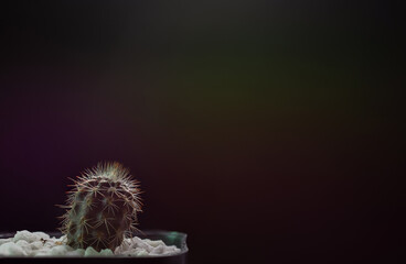 Small Echinopsis mirabilis in studio .Growth concept. Cactus idea. copy space nature background.
