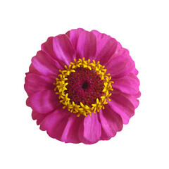 Top view of zinnia isolated on white background