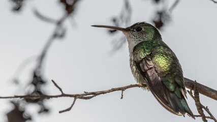 Fototapeta na wymiar green and white hummingbird on a branch