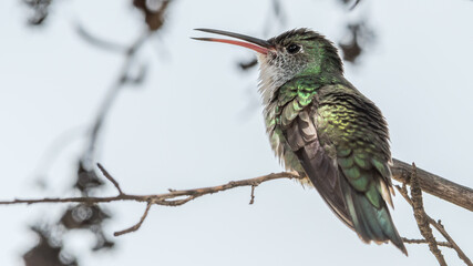 green and white hummingbird singing over light blue