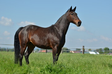 Fototapeta premium Warmblutstute