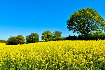 Rapsbl&uuml;te in Damendorf in Norddeutschland