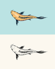 Koi carp, Japanese fish. Korean animal. Engraved hand drawn line art Vintage tattoo monochrome sketch for poster or label.