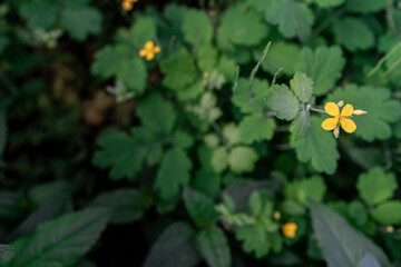 yellow flower in green bushes