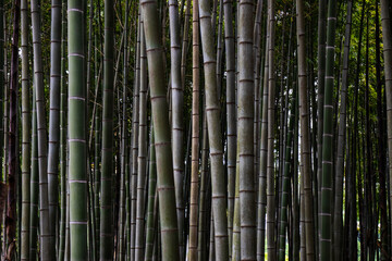 Summer background with bamboo