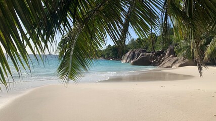 palm tree on the beach