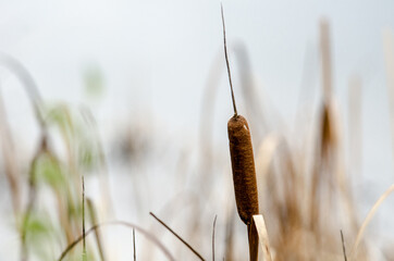 vegetacion bosque otoño 2012 arenas de san pedro