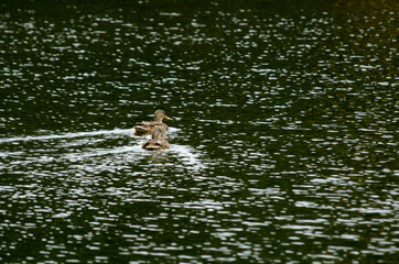 patos salvajes pantano arenas de san pedro avila