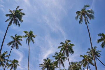 Fototapeta na wymiar Coconut Trees Against a Streaky Sky