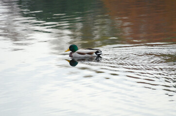PANTANO ARENAS DE SAN PEDRO AÑO 2012 DETALLES