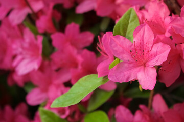 Azalea