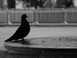 pigeon in the city black and white © Leonardo Bueno