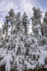 Scots pine forest near Coll de Josa after a snowfall (Berguedà, Catalonia, Spain, Pyrenees)