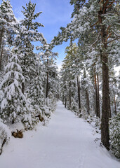 Scots pine forest near Coll de Josa after a snowfall (Berguedà, Catalonia, Spain, Pyrenees)