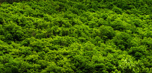 Summer background with green forest