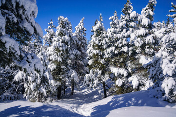 Snowy forests on the path between Estana and Prat de Cadí, in the Serra de Cadí range (Cerdanya, Catalonia, Spain, Pyrenees)