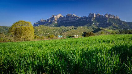 Fototapeta na wymiar Spring afternoon among green fields near Marganell with Montserrat in the background (Barcelona province, Catalonia, Spain)