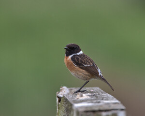 Male European stonechat , Saxicola rubicola.