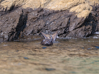 Fototapeta premium Sea lion swimming toward us in San Miguel Island, Channel Islands.