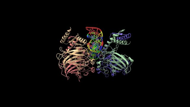 Four molecules of the cellular tumor antigen p53 complexed with DNA, animated 3D cartoon and Gaussian surface model, black background.