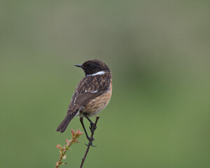 Male European stonechat , Saxicola rubicola.