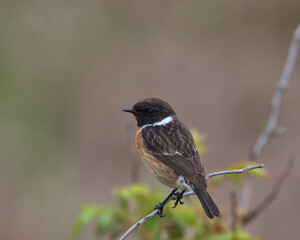 Male European stonechat , Saxicola rubicola.