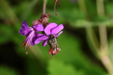 On a green blurred background, a bee on a flower colored violet collects nectar