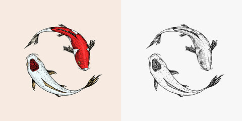 Koi carp, Japanese fish. Korean animal. Engraved hand drawn line art Vintage tattoo monochrome sketch for poster or label. - obrazy, fototapety, plakaty