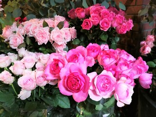 pink roses