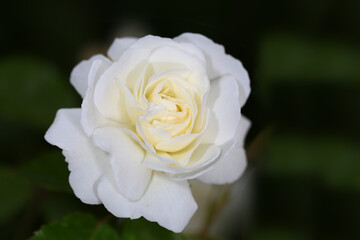White rose on a blurred green background ...
