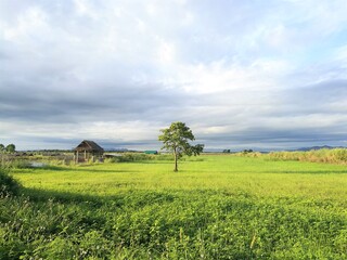field and sky