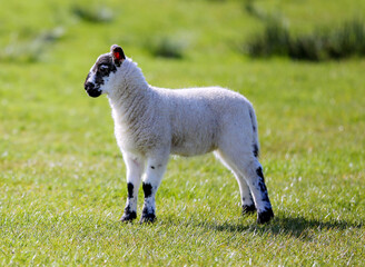Newborn lamb in Scotland.  © julie