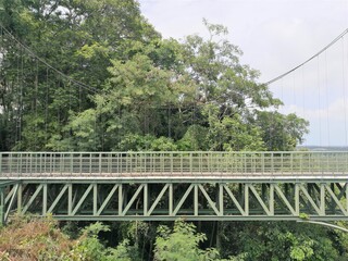 bridge in the forest