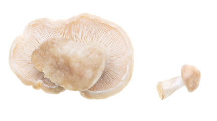 Mushroom Calocybe gambosa on a white background.