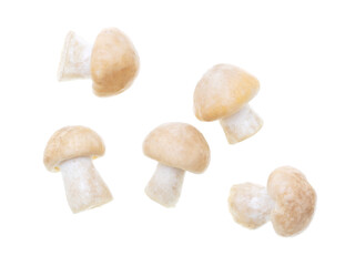 Mushroom Calocybe gambosa on a white background.