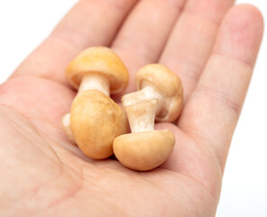 Close-up of mushrooms in hand on a white