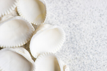 Obraz na płótnie Canvas Sea shells as a summer background