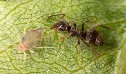Close-up of aphids and an ant on a green leaf.